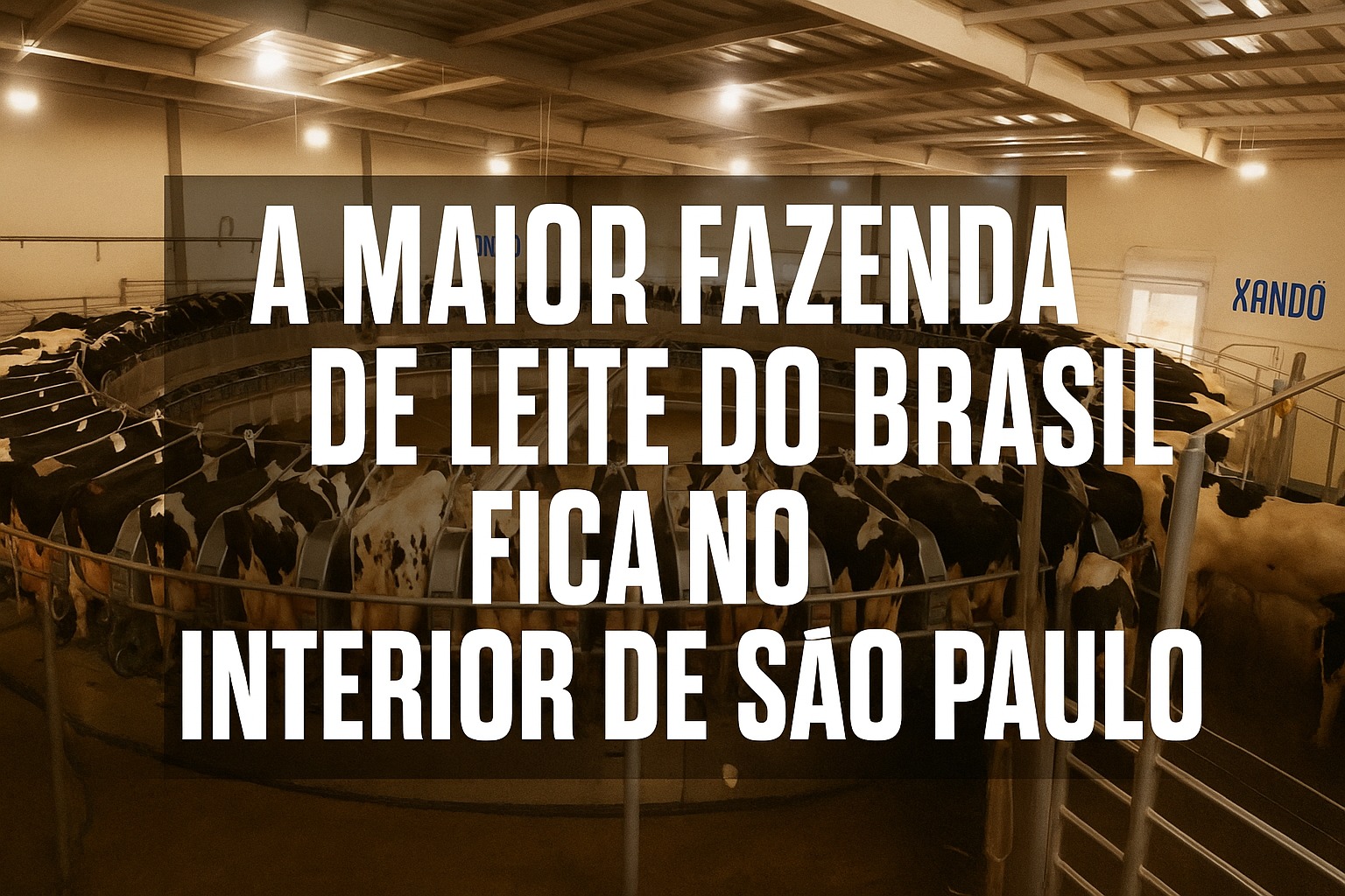 Fazendo Colorado, Fazendo de leite, Fazenda leiteira