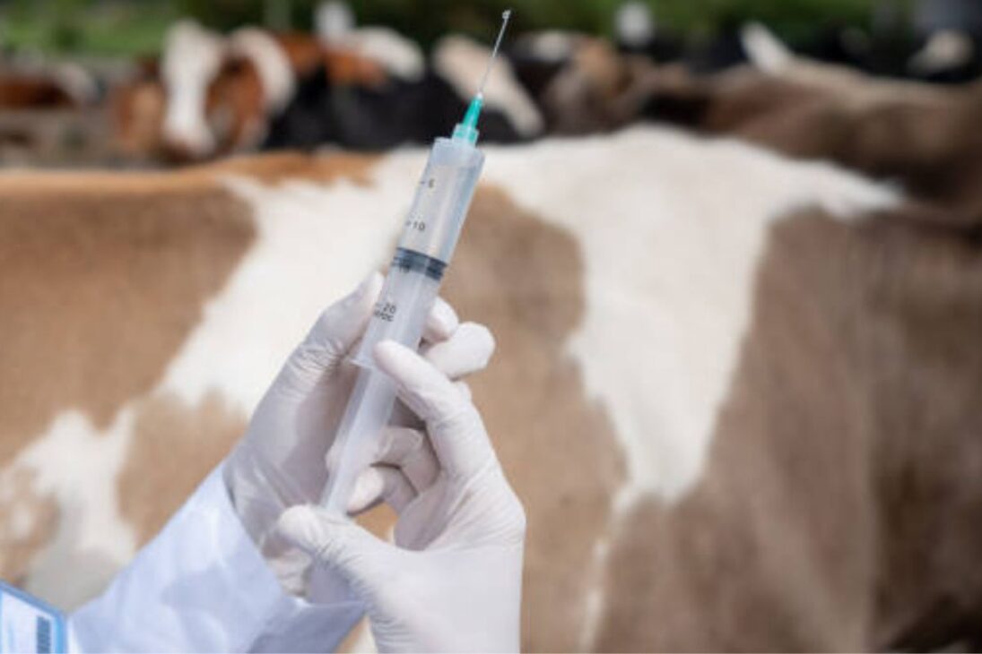 Durante la vacunación contra la brucelosis en Minas, pueden ser utilizadas dos vacunas principales para terneras bovinas: la B19 y la RB51