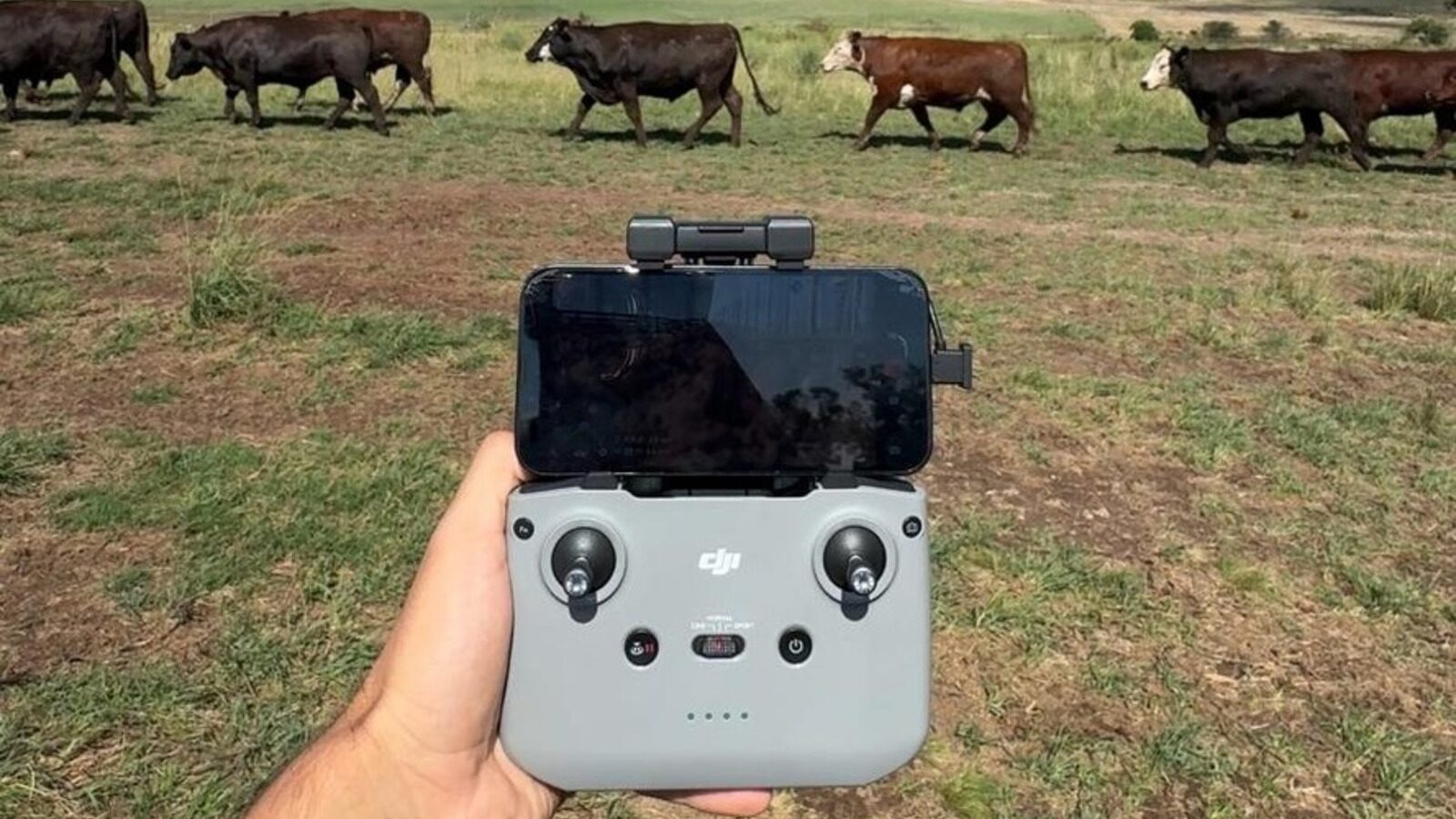 Pecuária, Gado, Drones, IA, Pesagem, balanças