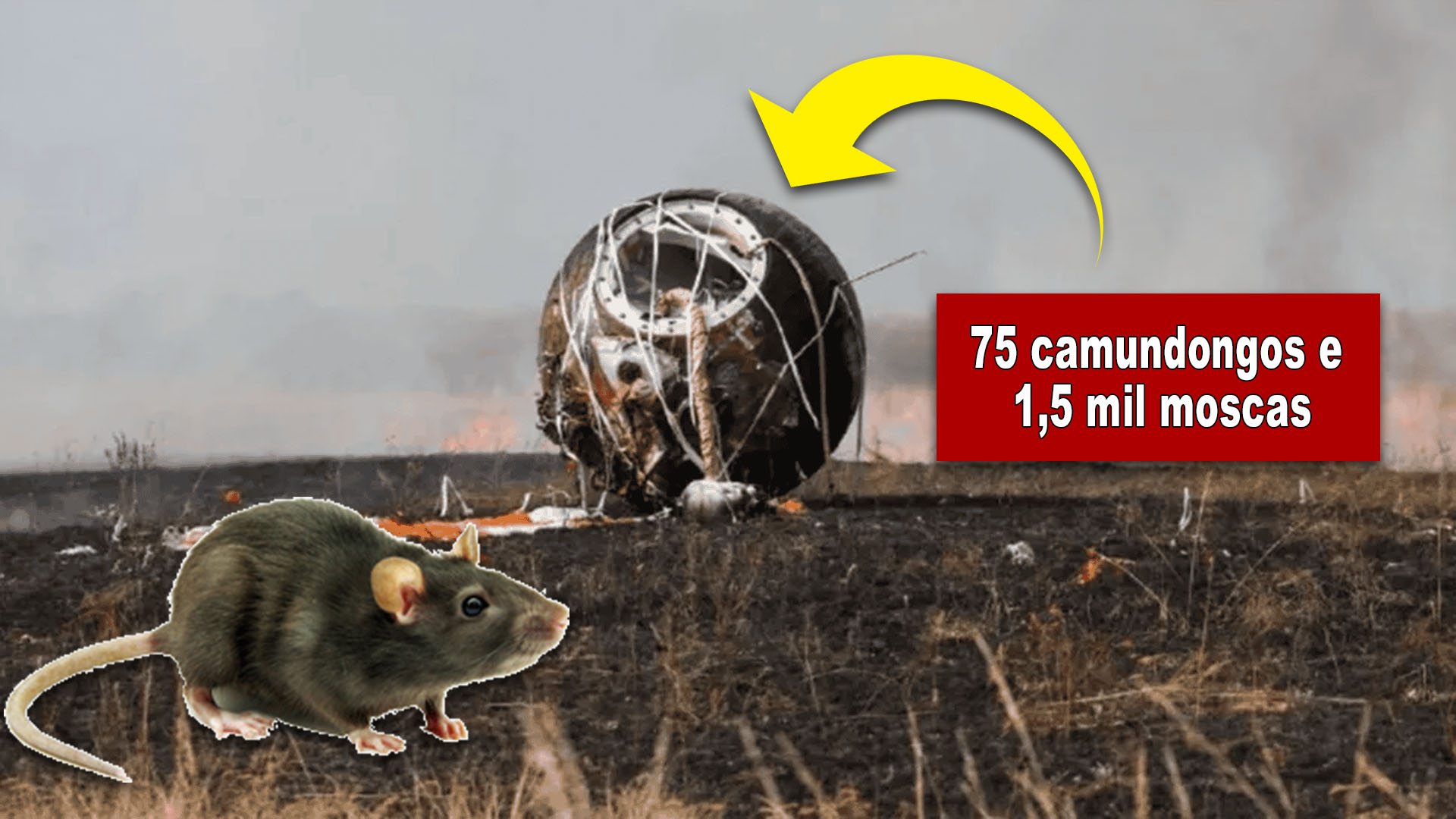 ‘Arca de Noé’ pousa na terra com 75 camundongos e 1,5 mil moscas após 30 dias em órbita e reacende debate sobre radiação e vida no espaço