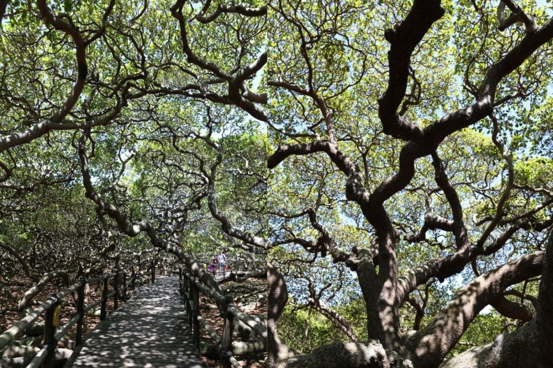La ciudad brasileña que alberga un único árbol del tamaño de un campo de fútbol