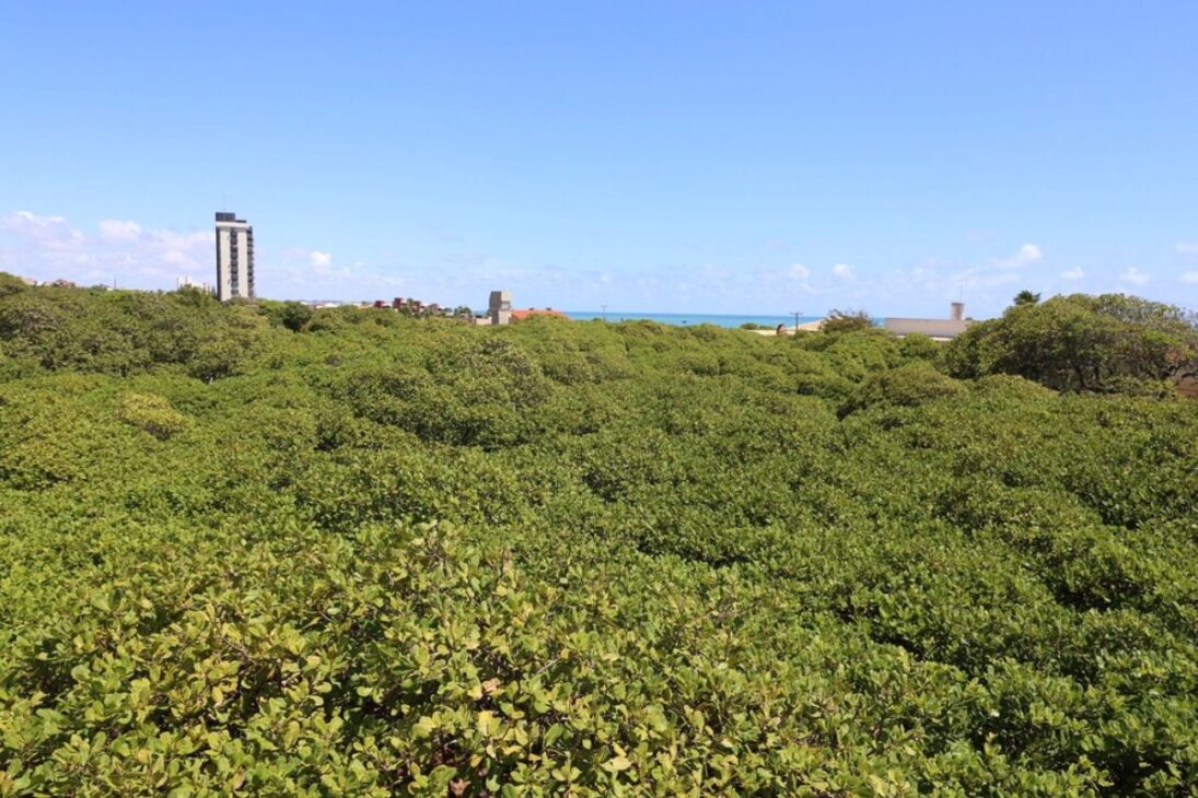 La ciudad brasileña que alberga un único árbol del tamaño de un campo de fútbol