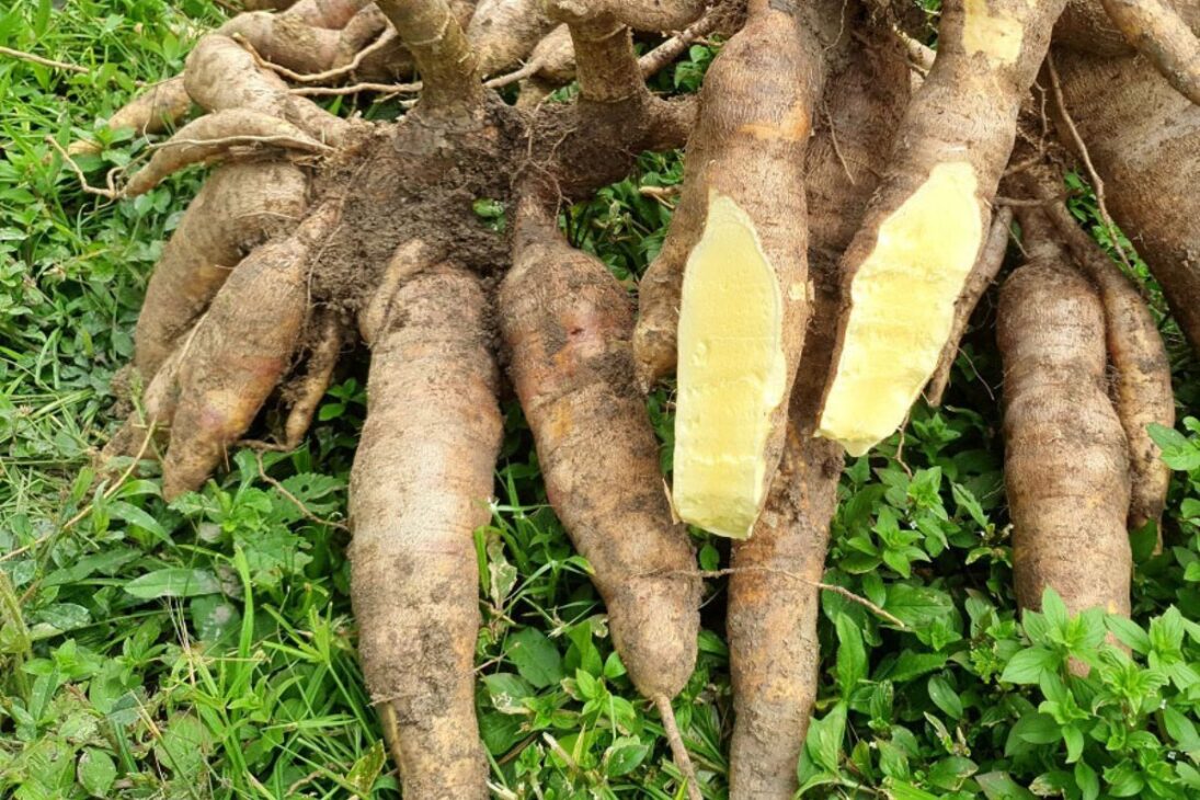 La siembra en tierra firme en Amazonas es uno de los principales diferenciales de la nueva cultivar