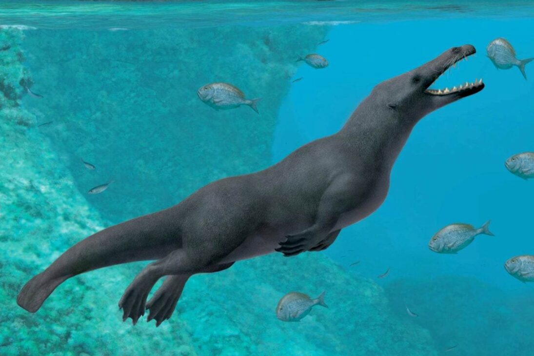 Las Ballenas Desafiaron la Lógica Evolutiva: Cómo los Mamíferos Terrestres Abandonaron la Tierra y se Reinventaron en el Océano en una de las Transformaciones más Rápidas de la Historia de la Vida