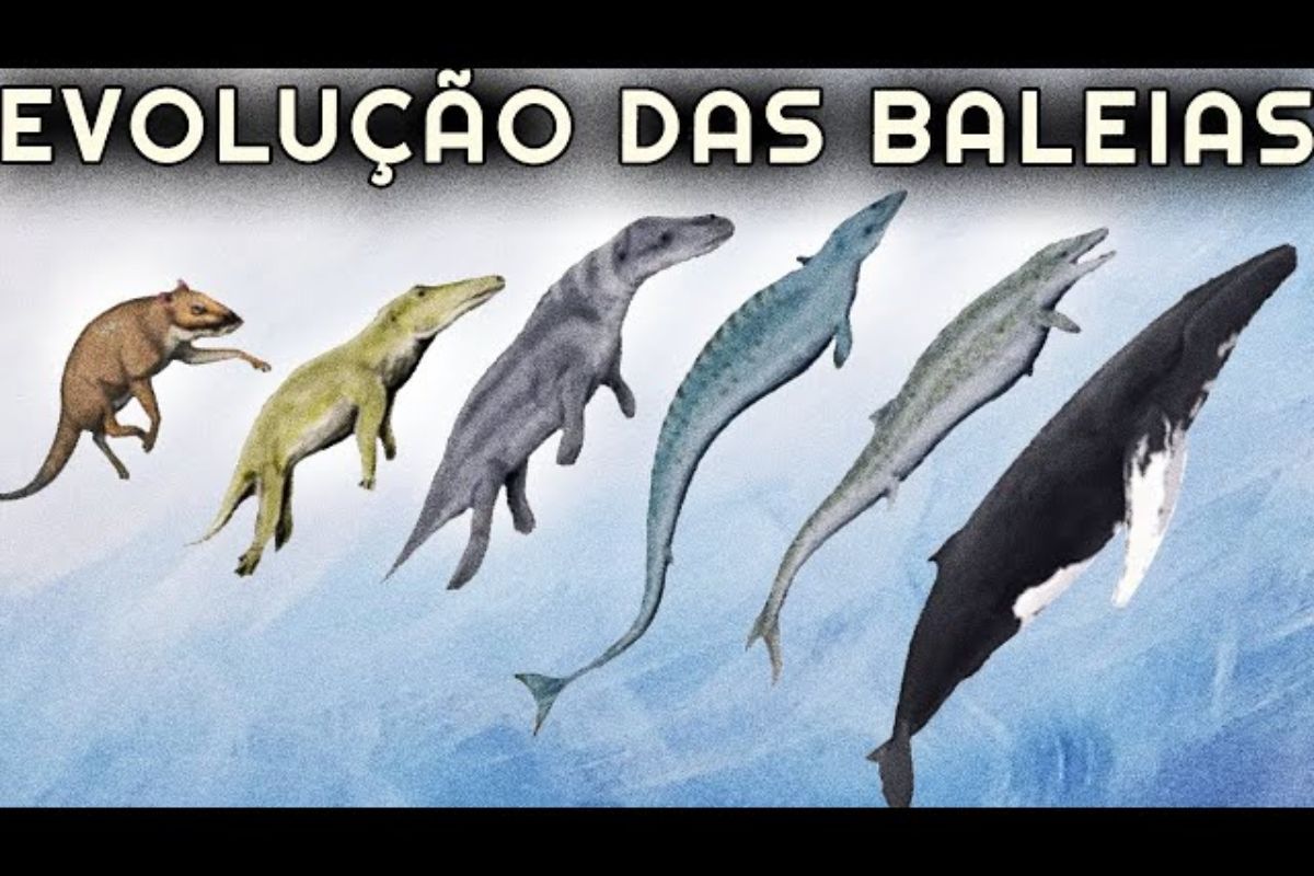As baleias, antigas mamíferos terrestres, revelam na evolução e nos fósseis a incrível adaptação que as levou a dominar o oceano.