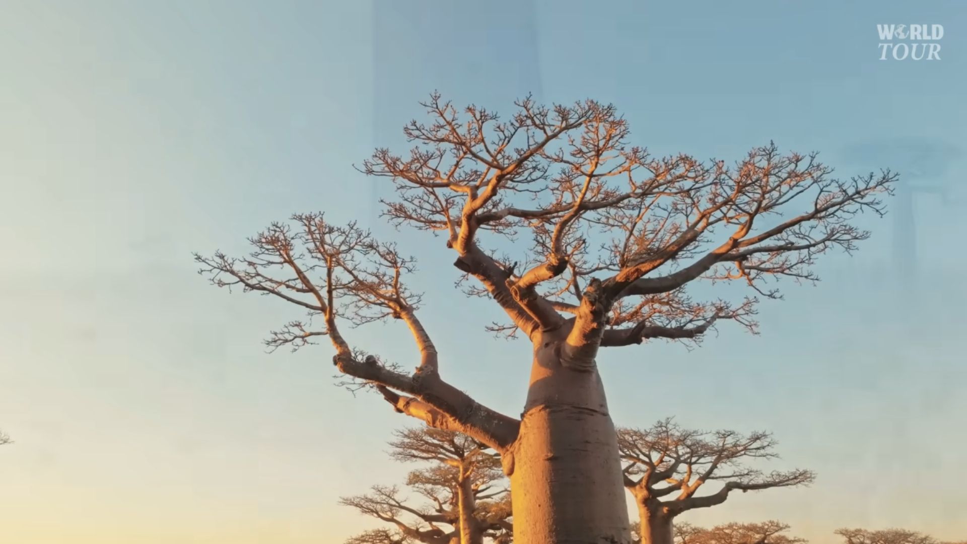 Baobás gigantes em Madagascar ao pôr do sol, com troncos que armazenam até 32 mil litros de água, símbolo da biodiversidade e das florestas sagradas da ilha africana.