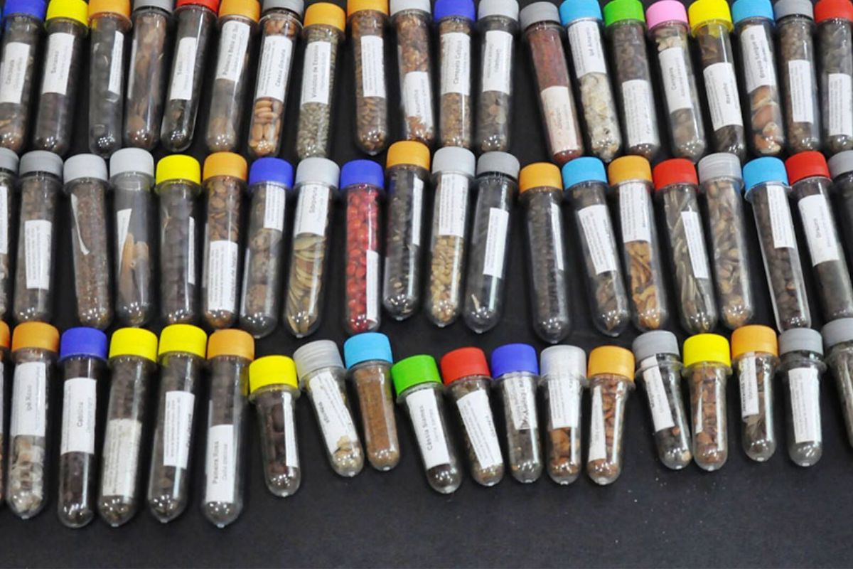 Uma parceria entre a Empresa Brasileira de Pesquisa Agropecuária (Embrapa) e a startup Morfo Brasil tem foco em soluções sustentáveis para restaurar os biomas brasileiros, unindo ciência, tecnologia e comunidades locais em um esforço que pretende recuperar milhões de hectares degradados