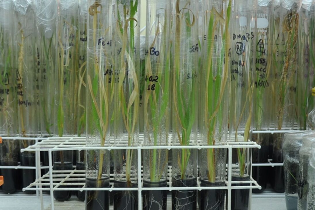 El pasto elefante (Cenchrus purpureus) se cultiva a gran escala en las regiones tropicales y subtropicales debido a su alta capacidad de crecimiento y rendimiento