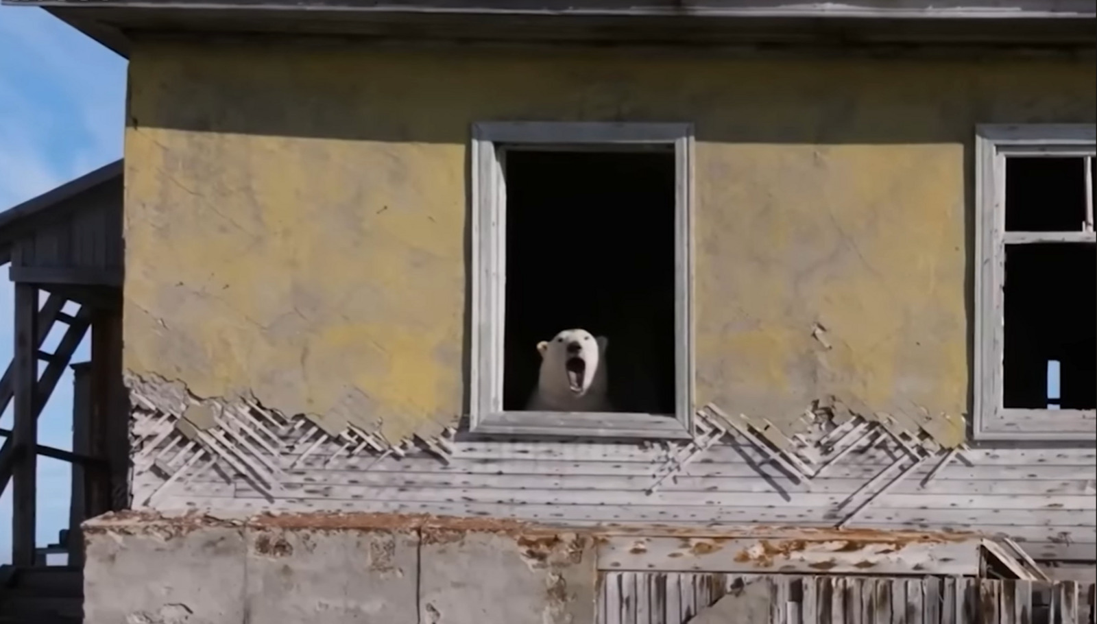 Ursos polares, Rússia