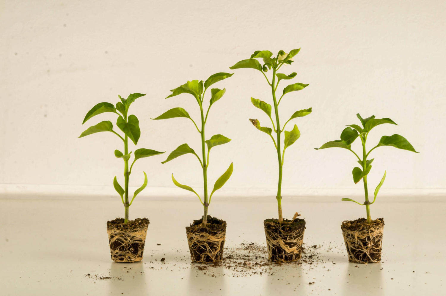 O crescimento de plantas vem sendo transformado por uma descoberta feita na Serra Catarinense por meio de estudo da Epagri de Lages.