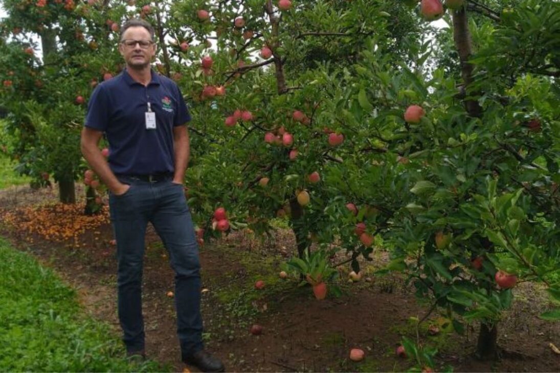 Investigador en mejoramiento genético de manzano de la Estación Experimental de Epagri en Caçador, Marcus Vinicius Kvitschal