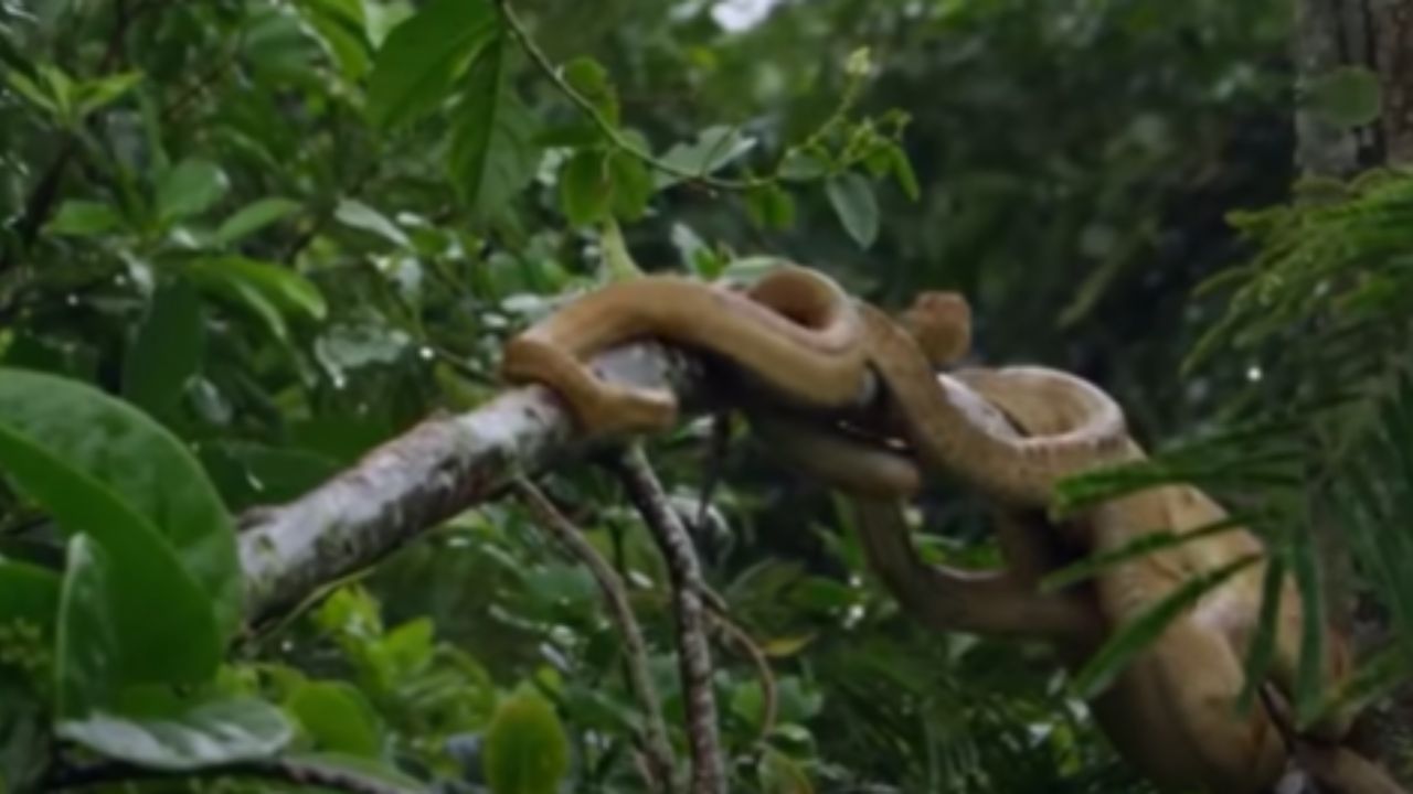 Al cambiar de piel, la serpiente nos enseña que la verdadera transformación requiere dejar atrás aquello que no nos sirve más