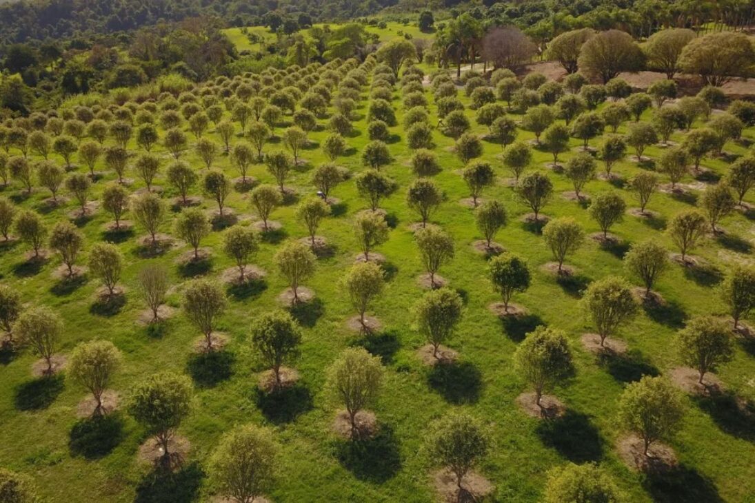 Fazenda com mais de mil jabuticabeiras em Itu colhe 12 toneladas por safra e vira atração turística do interior paulista