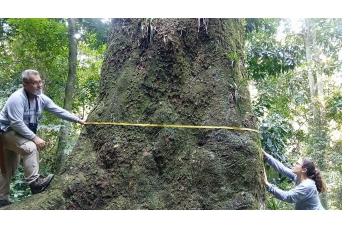 Fiocruz encuentra jequitibá-rosa de 500 años y 40 metros de altura en Río: gigante amenazado resiste en el mayor bosque urbano del mundo