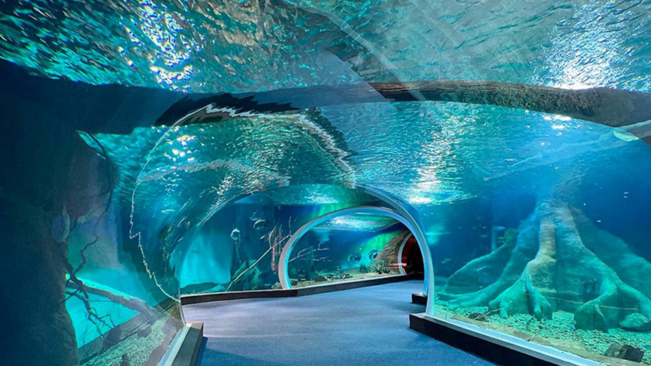 Bioparque Pantanal, en Campo Grande (MS), es el mayor acuario de agua dulce del mundo y une ciencia, turismo y sostenibilidad.