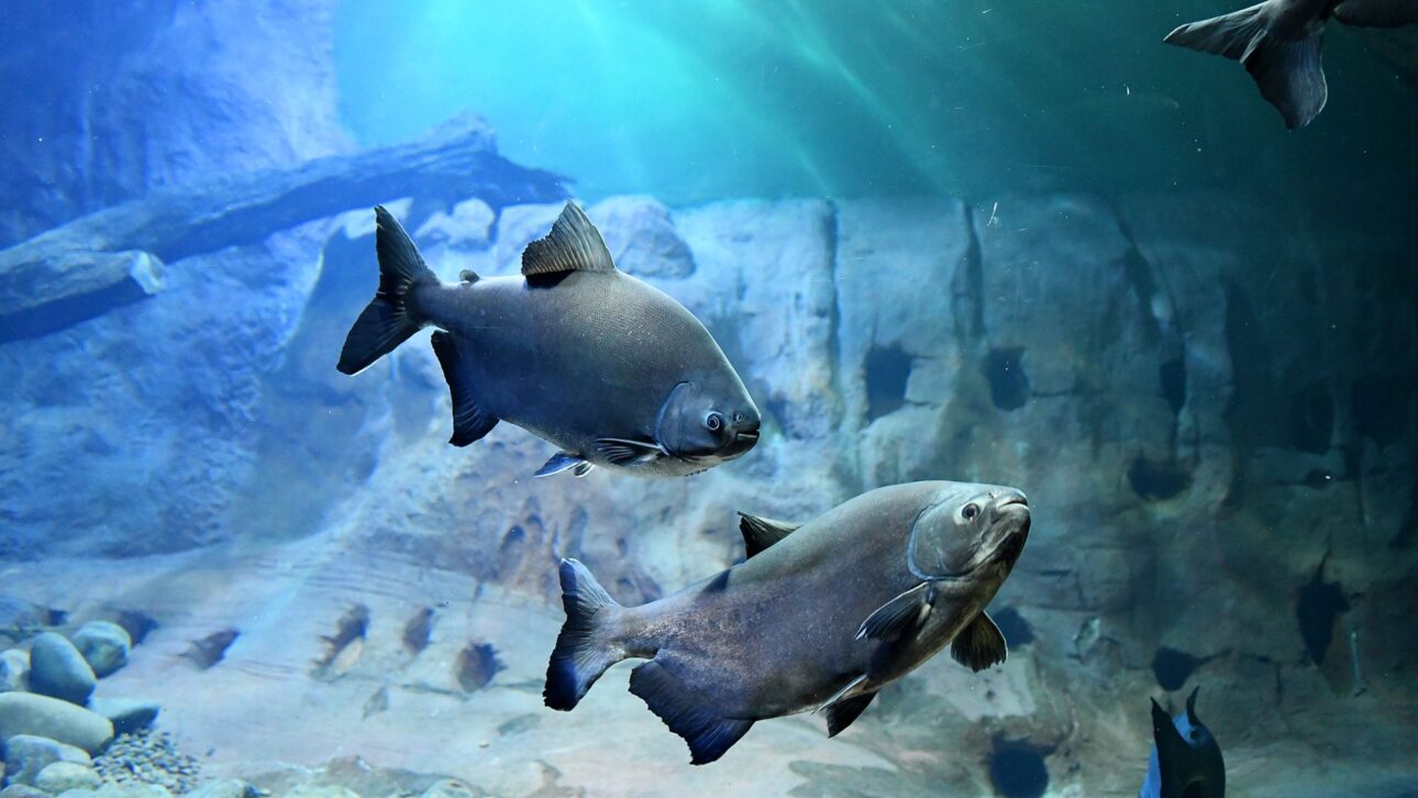 Bioparque Pantanal, en Campo Grande (MS), es el mayor acuario de agua dulce del mundo y une ciencia, turismo y sostenibilidad.