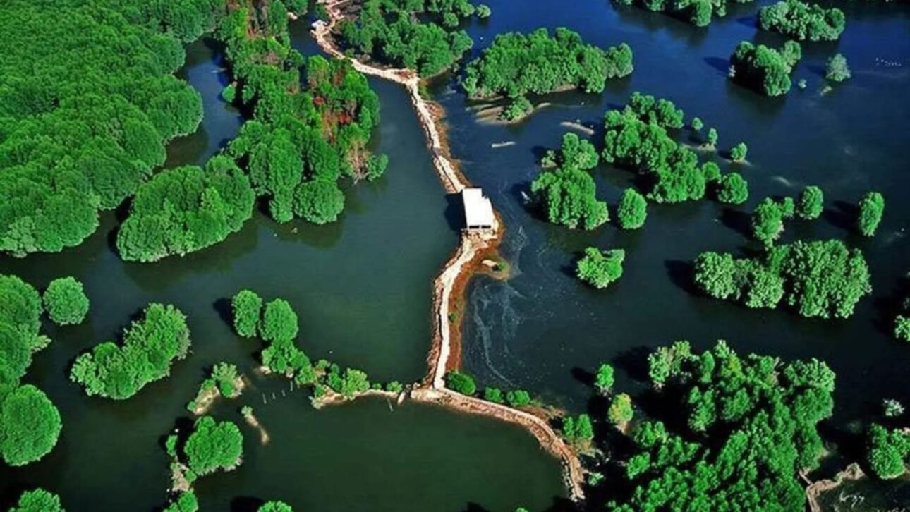 El manglar de Cần Giờ, en Ho Chi Minh, protege a millones de personas de tormentas y enfrenta presiones de megaproyectos urbanos.
