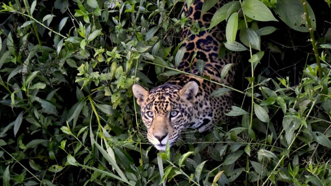Proyecto en el Pantanal crea la mayor población reintroducida de jaguars de Brasil, uniendo ciencia, conservación y ecoturismo sostenible.