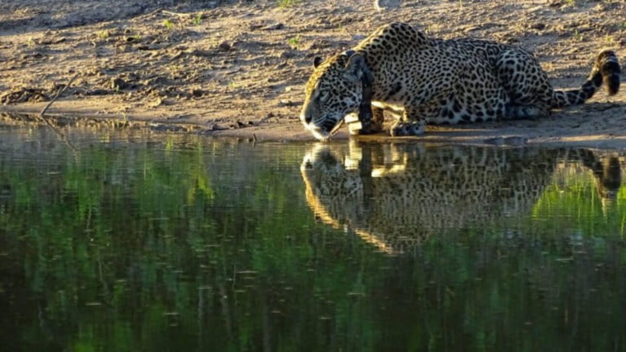 Proyecto en el Pantanal crea la mayor población reintroducida de jaguars de Brasil, uniendo ciencia, conservación y ecoturismo sostenible.