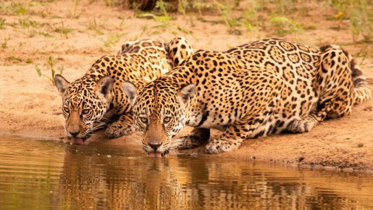 Proyecto en el Pantanal crea la mayor población reintroducida de jaguars de Brasil, uniendo ciencia, conservación y ecoturismo sostenible.