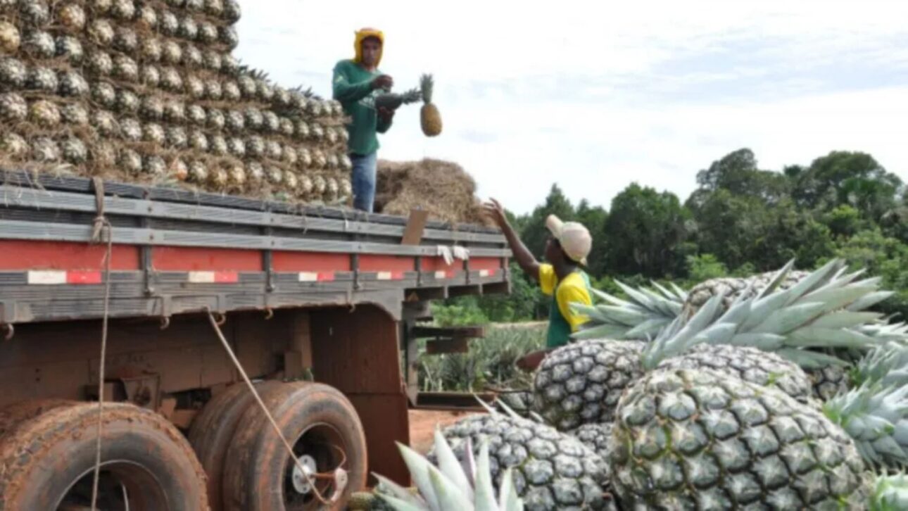 Cultivo a gran escala de la finca de piña en Tocantins revela productividad récord y tecnología agrícola de precisión. (Imagen: Gobierno de Tocantins)