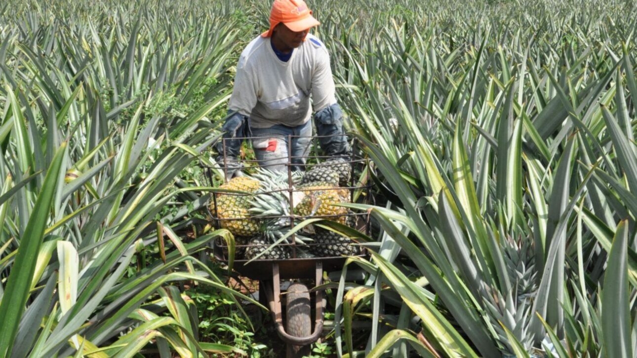 Sistema de irrigación inteligente en la finca de piña en Brasil garantiza uso eficiente de agua y alta productividad por hectárea