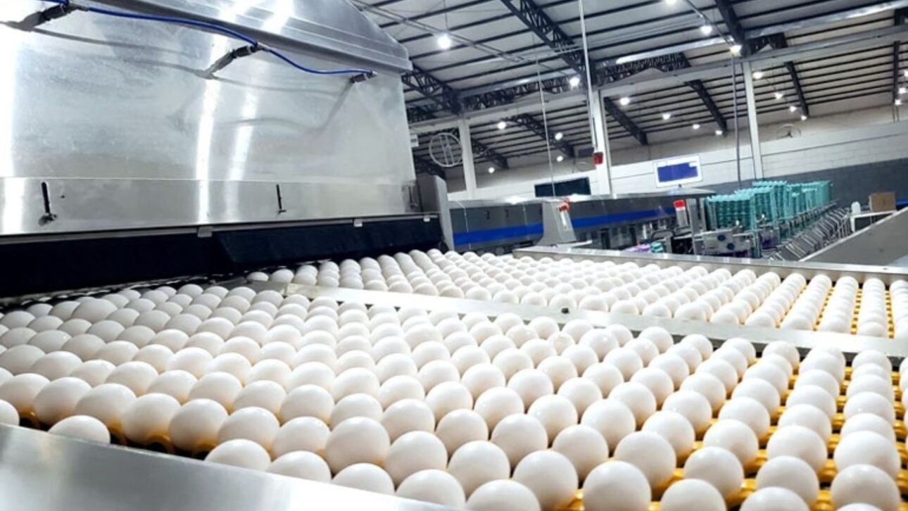 Descubra Bastos, la “Capital del Huevo”, donde tradición japonesa, economía rural y curiosidades urbanas transformaron la ciudad en referencia nacional.