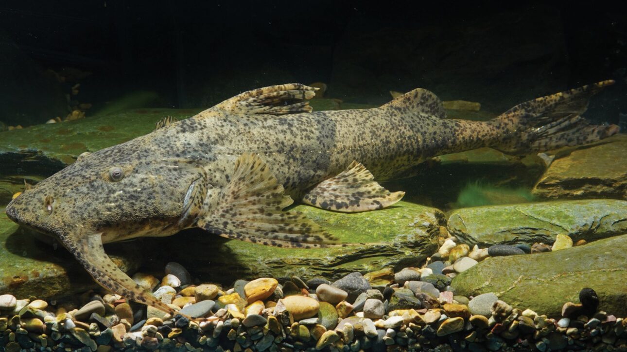 gigante del río Salween : espécimen de la especie Bagarius protos capturado en la provincia de Yunnan, China. (Imagen: Zeng & Chen 2025)
