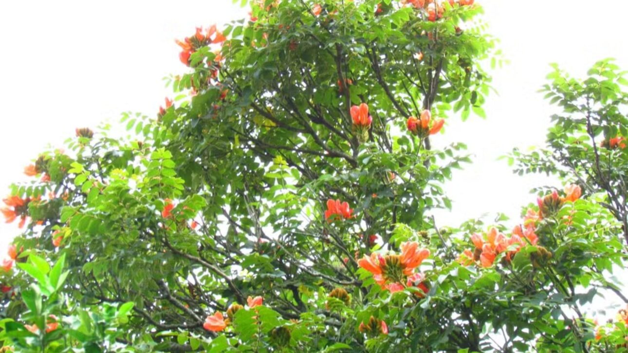 Santa Catarina proíbe a espatódea por matar abelhas nativas. Multa chega a R$ 1 mil por muda. Saiba o que diz a lei e como agir.