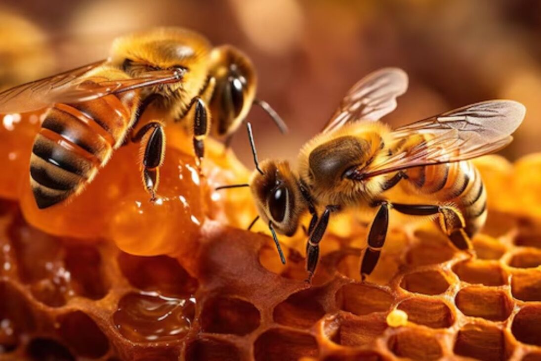 Con 14,6% de la producción de miel en Brasil, Paraná asume el liderazgo nacional. Arapoti y Ortigueira ganan destaque, mientras el sector apícola crece con sostenibilidad y récords