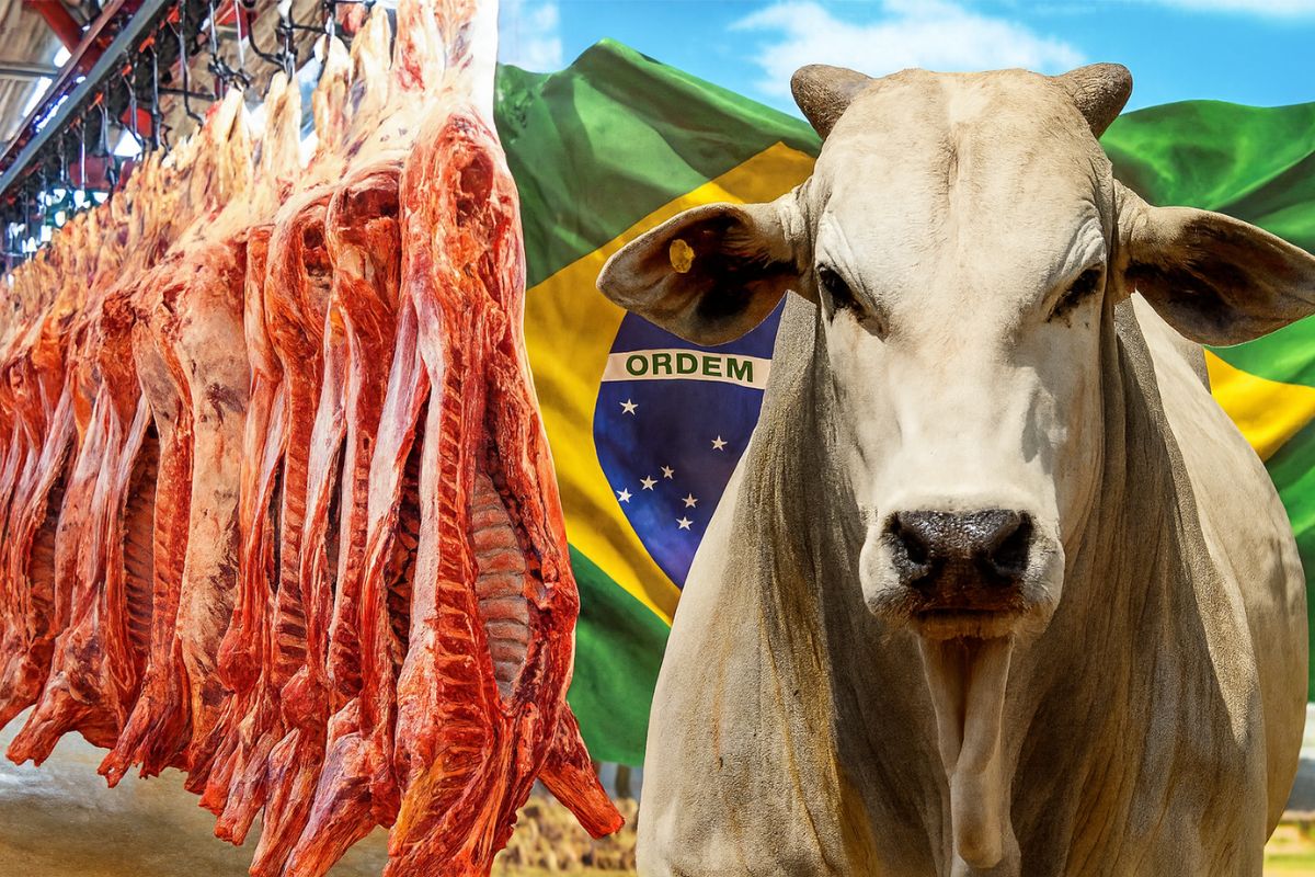 O Brasil mantém ritmo recorde de exportações de carne bovina, mesmo com a desaceleração da China, impulsionado pela expansão para o México e a reaproximação com os Estados Unidos, consolidando o setor como líder mundial em 2025.