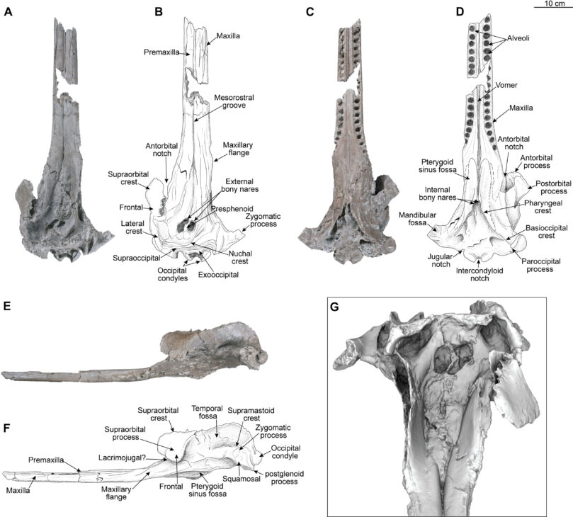 Con 3,5 metros de largo y una estructura craneal sin precedentes, el fósil de delfín de río encontrado en la Amazonía es el mayor ya registrado en el planeta y reescribe la historia de los mamíferos acuáticos