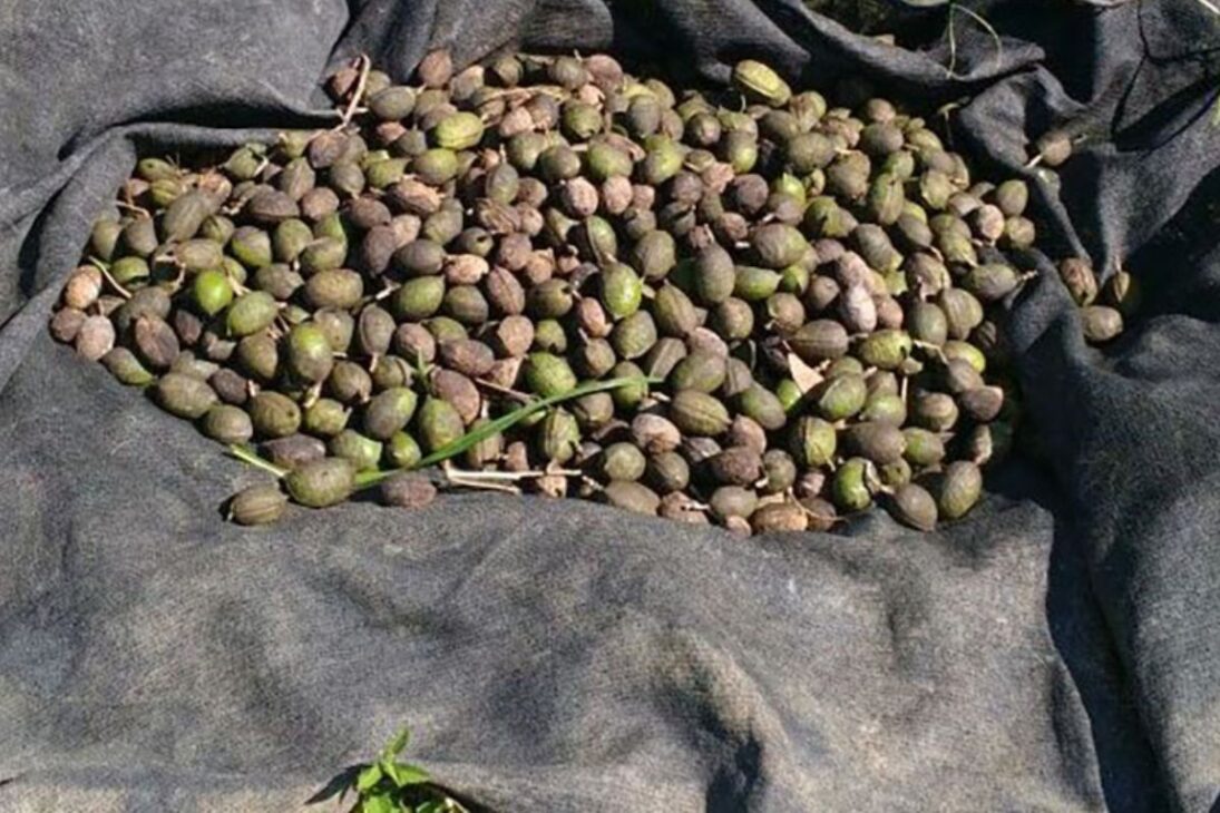 La meta es restaurar 12,5 millones de hectáreas hasta 2030