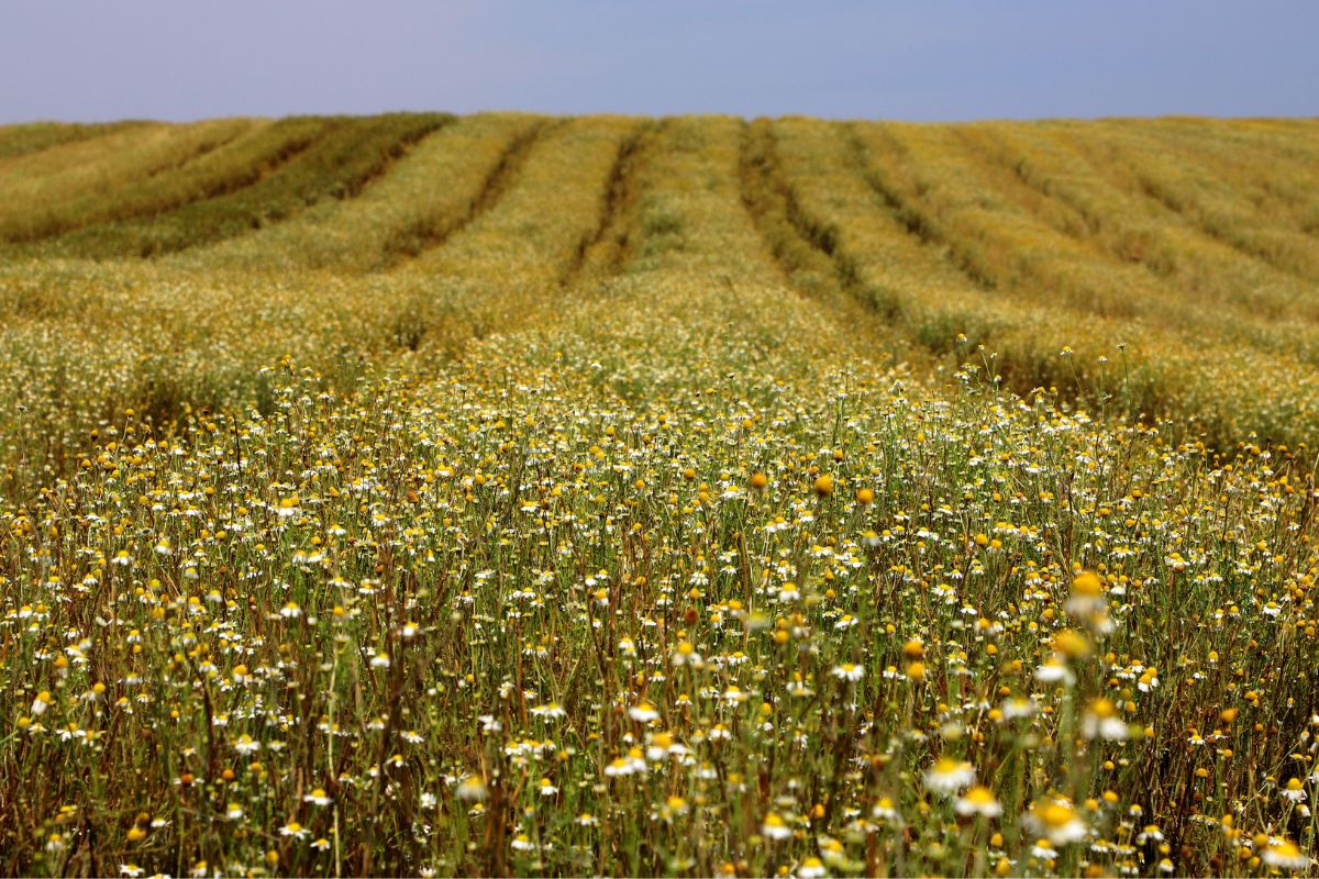 A produção de camomila no Paraná vem se consolidando como um dos pilares do agronegócio estadual, movimentando R$ 15 milhões e garantindo protagonismo nacional na cadeia das plantas medicinais