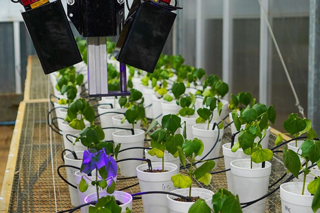 El LumiBot Funciona de Noche, en un Ambiente Oscuro, para Eliminar Interferencias de Luz Externa y Evitar que la Fotosíntesis Influya en los Resultados