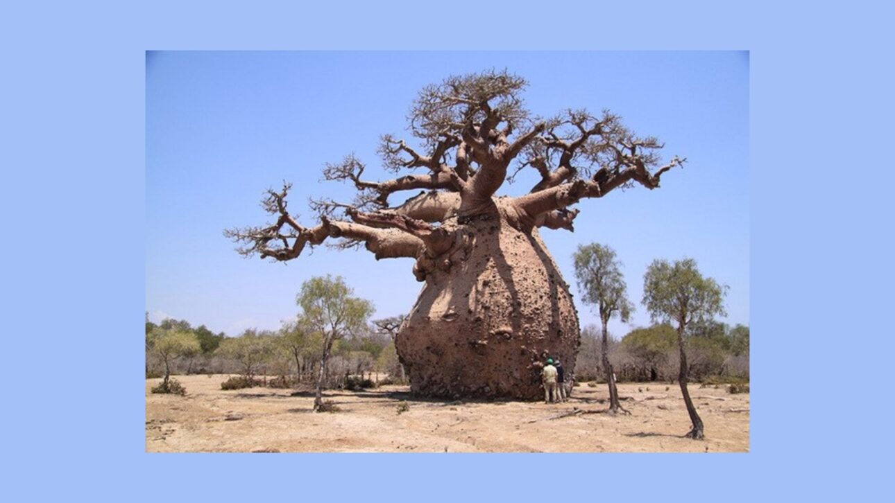 Árbol de Madagascar que parece estar al revés