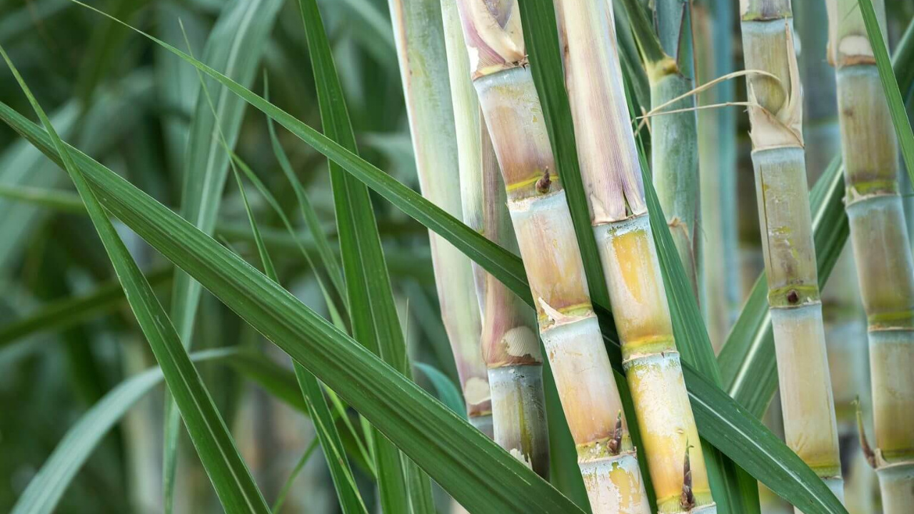 Com potencial para substituir o petróleo e gerar produtos sustentáveis como biocombustíveis, plásticos e hidrogênio renovável, a cana-de-açúcar se consolida como o “petróleo verde” e fortalece o protagonismo do Brasil na transição energética global. Fonte: Mais Agro