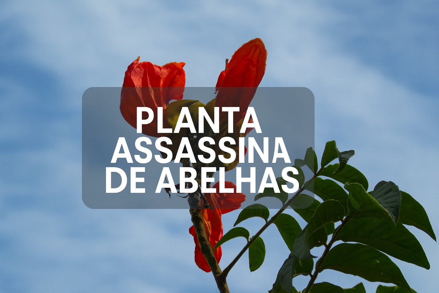 Planta assassina de abelhas, Abelhas, Planta, Lei