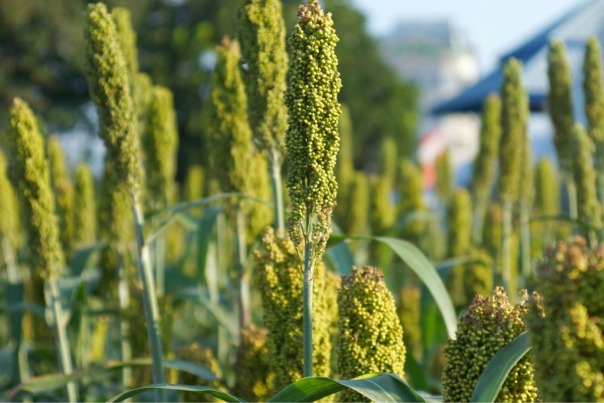 O cultivo de sorgo granífero ganha protagonismo em Santa Catarina com a nova etapa do Projeto de Incentivo ao Cultivo de Sorgo Granífero para Produção de Grãos, integrado ao Programa Terra Boa 2025/2026