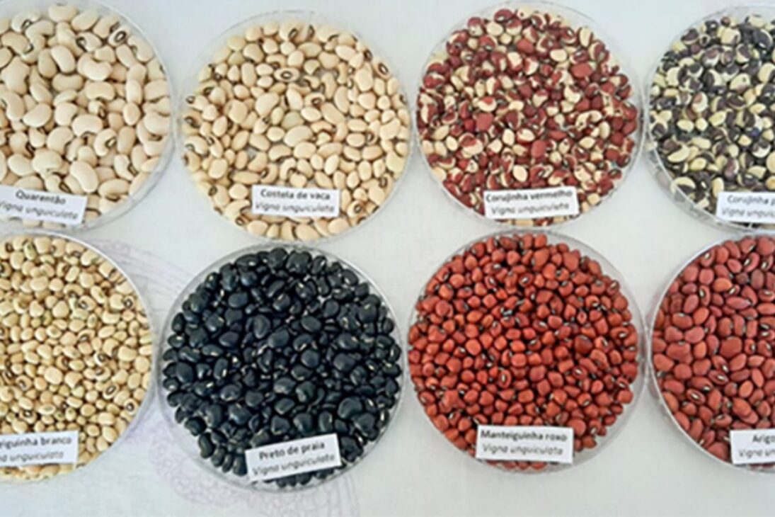 Un estudio realizado a lo largo de tres años mapeó 14 variedades cultivadas en el Valle del Juruá, en Acre, evidenciando que la agricultura tradicional local preserva genética valiosa