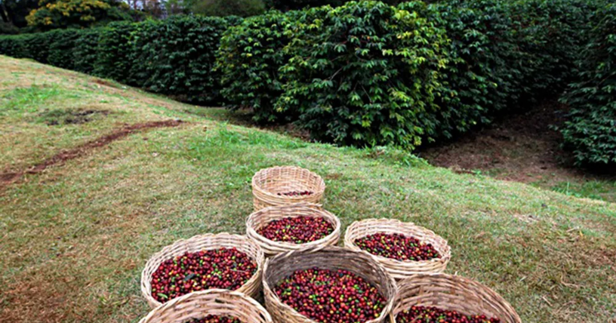 El mayor café urbano del mundo florece en São Paulo y encanta con 10 mil m² de verde, 2.200 pies de café y investigaciones con abejas.