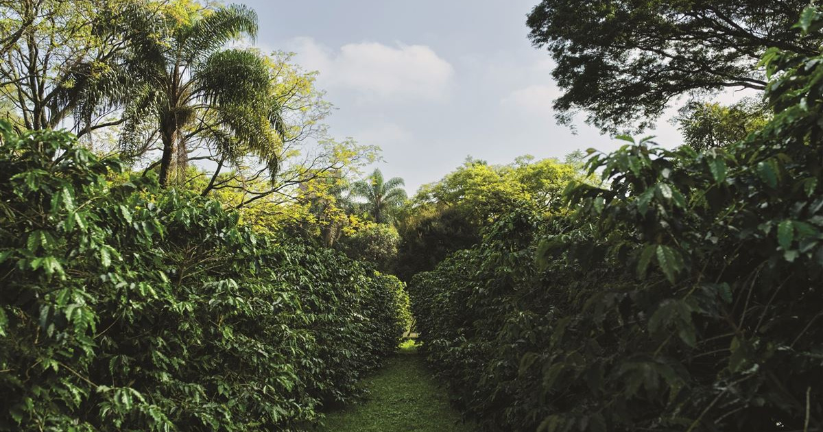 El mayor café urbano del mundo florece en São Paulo y encanta con 10 mil m² de verde, 2.200 pies de café y investigaciones con abejas.