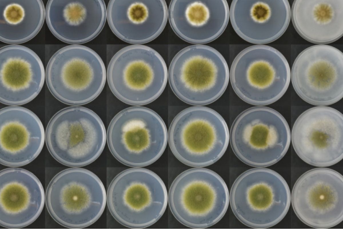 Pesquisas mostram que a proteína do fungo pode transformar a alimentação global com micoproteínas de alta qualidade e baixo impacto ambiental, impulsionando a biotecnologia alimentar e a carne alternativa