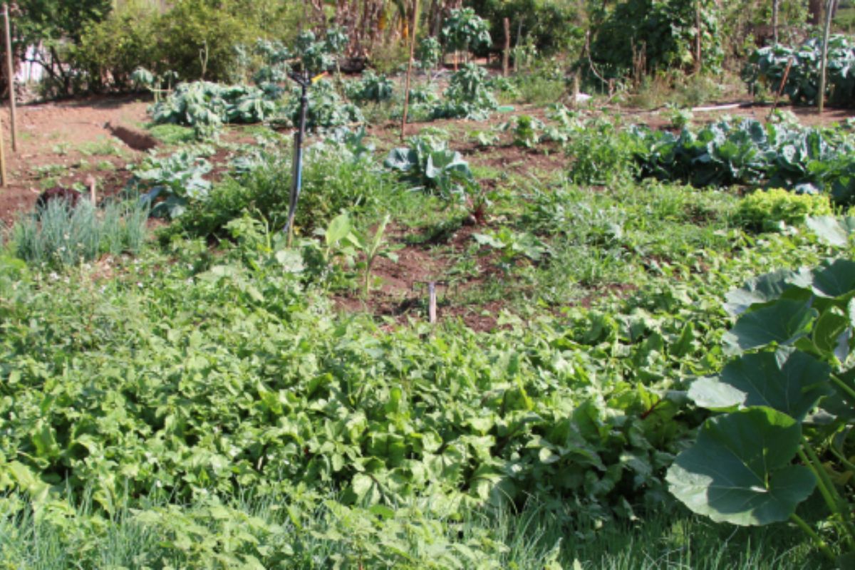 As hortas circulares em Minas Gerais vêm se destacando como uma alternativa inovadora para agricultores familiares, combinando sustentabilidade, eficiência no uso da água e geração de renda local