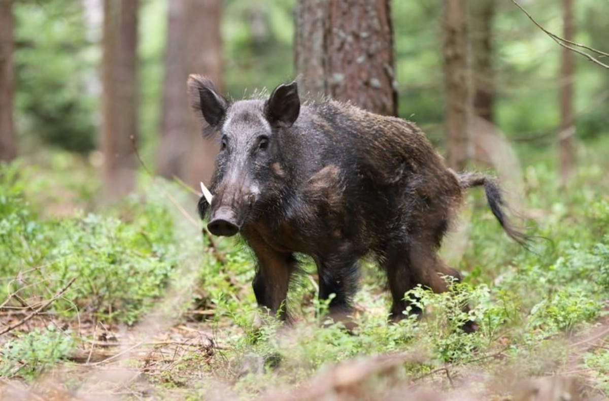 Bancada ruralista quer urgência no PL 4.253/2025, que transfere aos Estados o controle dos javalis e retira poder do Ibama sobre o manejo.