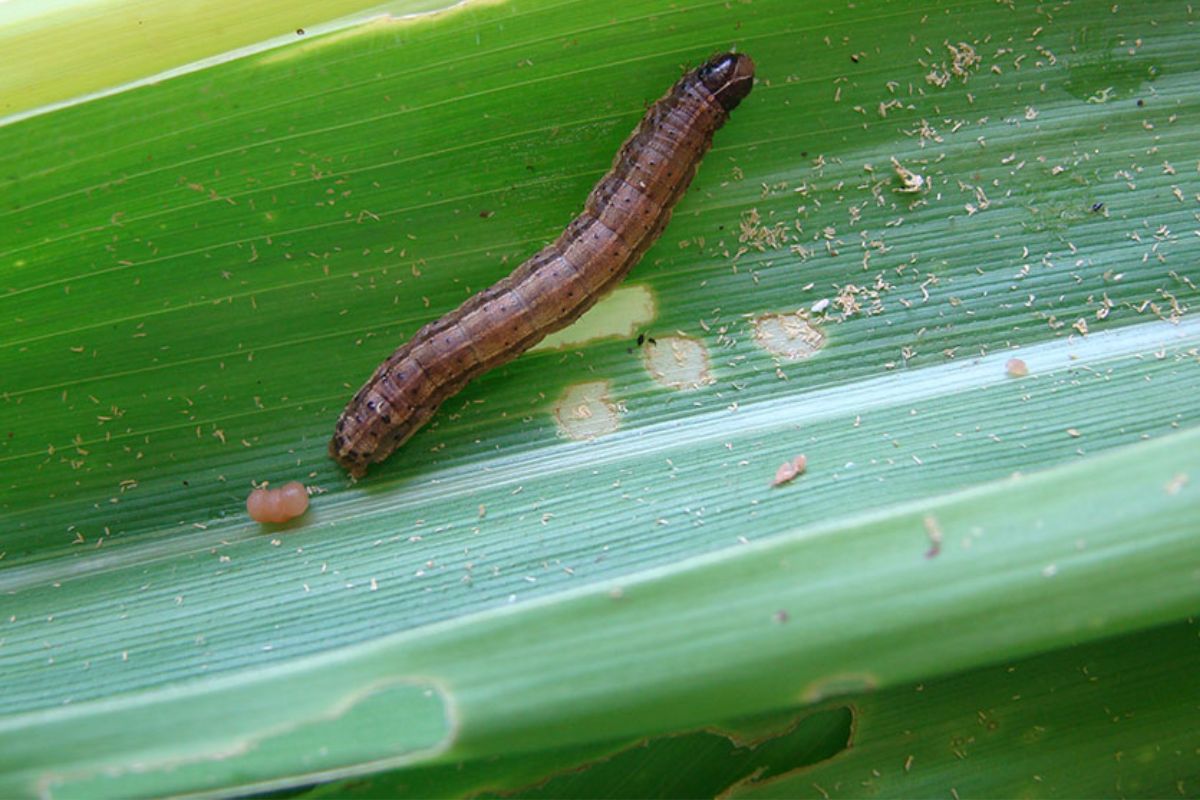 A lagarta-do-cartucho do milho é uma das maiores preocupações dos agricultores que cultivam esse cereal