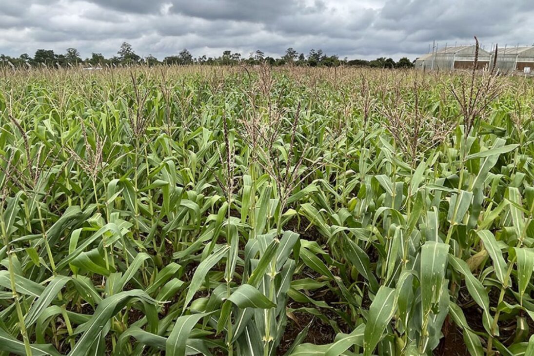 La oruga del cartucho del maíz exige monitoreo constante, y es precisamente en este punto que la inteligencia artificial puede ayudar