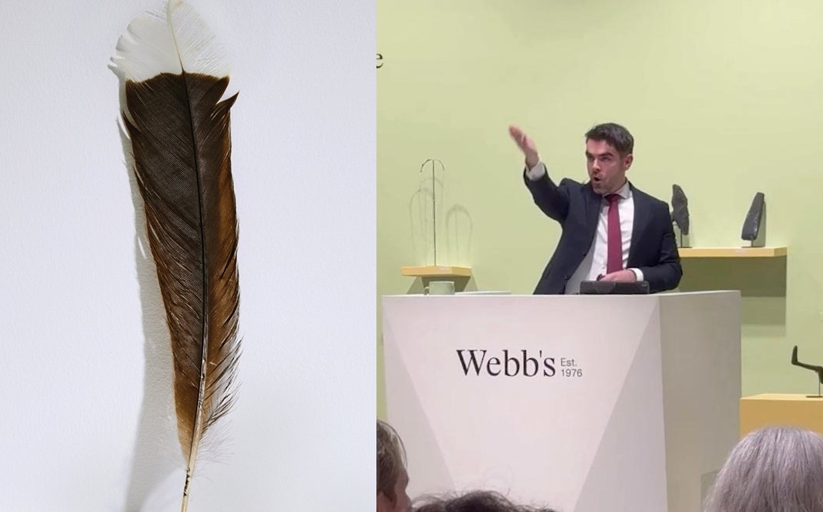 Pena de ave extinta pesa 9 g e é vendida por US$ 28.365, tornando-se a mais cara do mundo e símbolo cultural raro.