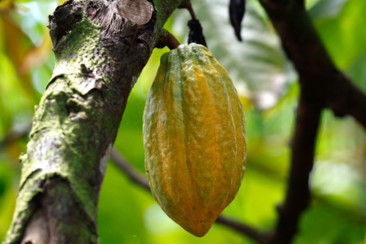 A produção de cacau em Minas Gerais vem ganhando destaque no cenário agropecuário nacional após um levantamento inédito realizado pela Empresa de Assistência Técnica e Extensão Rural (Emater-MG)