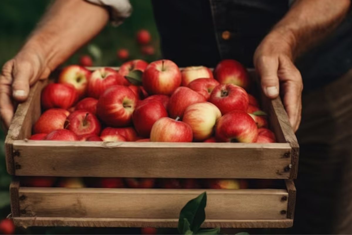 A produção de maçã em Santa Catarina deve registrar crescimento expressivo na safra 2025/26. Estimativas da Epagri apontam avanço da produtividade e boas perspectivas para produtores e consumidores